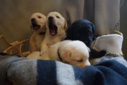 Cutest purebred Labrador puppies