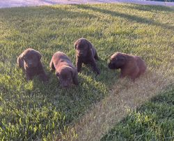 Chocolate Labradors