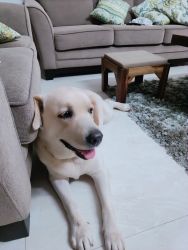 Certified Labrador female dog