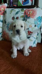 Excellent quality Labrador Puppies for Sale
