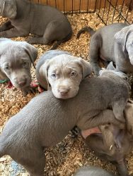 Silver lab puppies