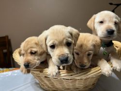Labrador retrieve Puppies