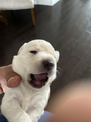 AKC registered Labrador puppies