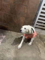 8 months Labrador retriever to sale
