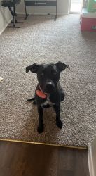 1 year old black lab mix in Killeen Tx