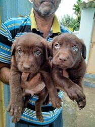 Chocolate Labrador Puppies available