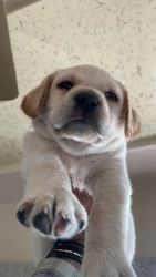 35 days male lab for sell in pune