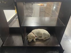 Labrador puppy - 45 days