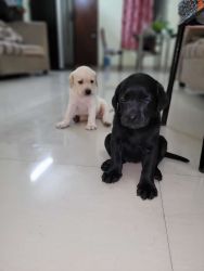 Lab puppies available