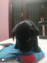 1 month old black labrador