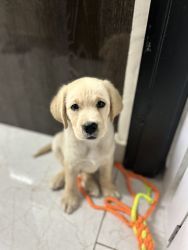 High quality pure breed imported Labrador puppy