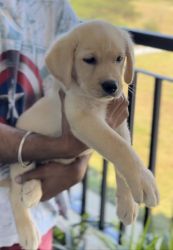 High quality pure breed Labrador Puppy
