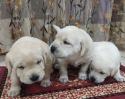 Labs for sale in Tricity, Punjab