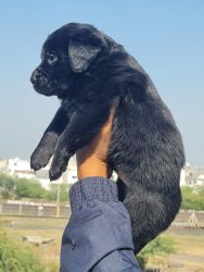 Black labrador puppies available for sale in indore