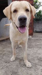 Labrador adult dog for sale