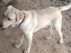 Labrador dog for sale