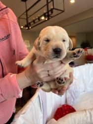 AKC Labrador Puppies For Sale