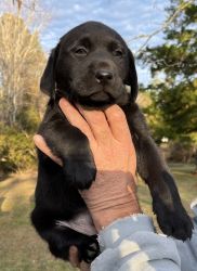 AKC Registered Labrador Retriever Puppy