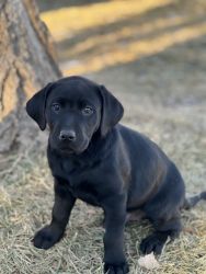 AKC lack labs ready for their homes