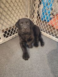 2 grey labs and 3 black labs for sale!!