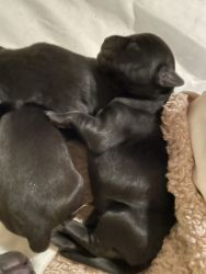 Full breed Black Lab Puppies