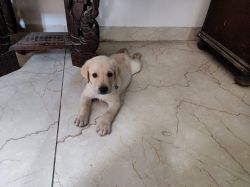 Lab puppies for sale dewormed and vaccinated