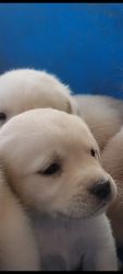 Double bone Labrador Retriever puppies for sale in Hyderabad