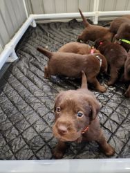 AKC Registered Chocolate Labs