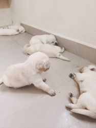 Good quality Labrador puppies available in Chennai