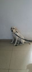 Sell my Labrador 11 Month old