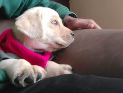 1.5 months old Labrador for sale