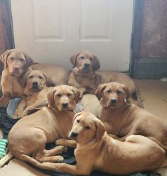 5 Male Puppies