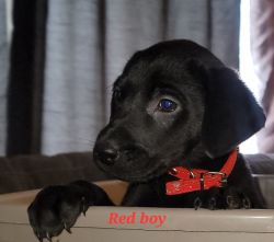 Purebred AKC Black Labrador Puppy