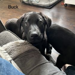 lab puppy (buck)
