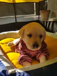 36 days old praline white Labrador pup for sale
