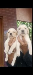 Pure breed 45 days old Labrador puppies for sale