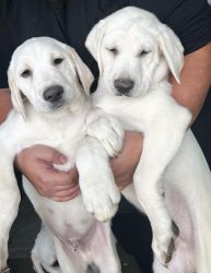 AKC English Labrador Puppies (White coat)