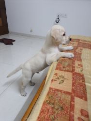Labrador retriever puppy on sale (vaccinated)