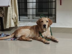Labrodor retriver 4months old with fully vaccinated