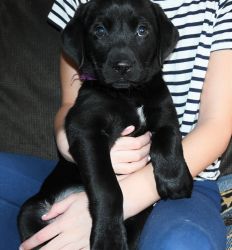 8 week old AKC Black Labrador puppy for sale