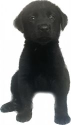 Max Black Male Labrador Puppy