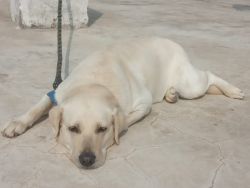 Labrador for sale at cheap price
