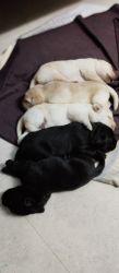Good and healthy Labrador puppies