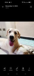 Female Labrador Fawn colour 7 month old