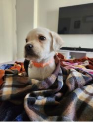 1.5 Months Labrador Puppy Heavy Pure Breed