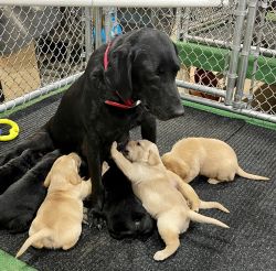 Purebred lab puppies for sale