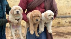 Labrador pups available show quality