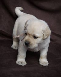 Adorable ACA Labrador Retriever puppy