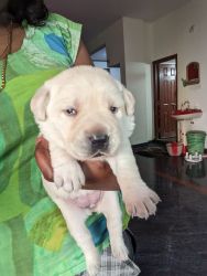 Lab puppies available female
