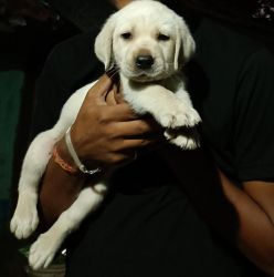 Very nice and cute puppy of 2months